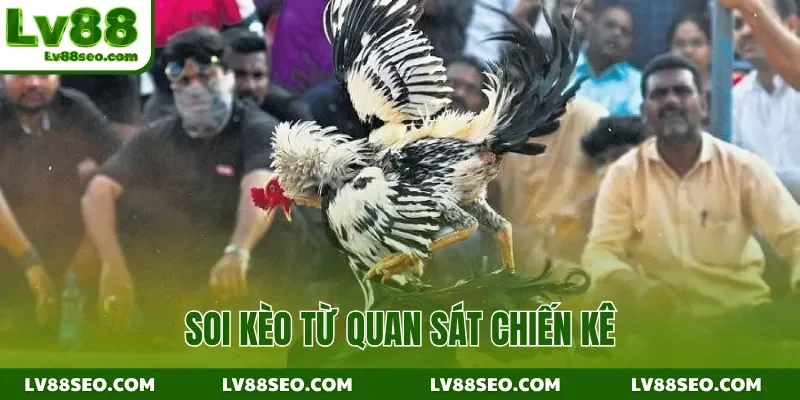 Soi kèo từ quan sát chiến kê